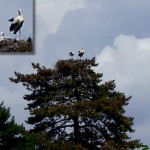 Storchfamilie im Nest
